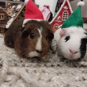 Meet your Posher, Adam